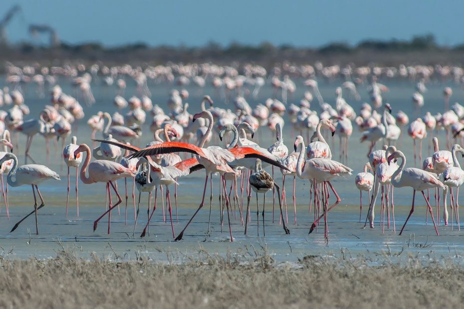 cyprus-greater-flamingos